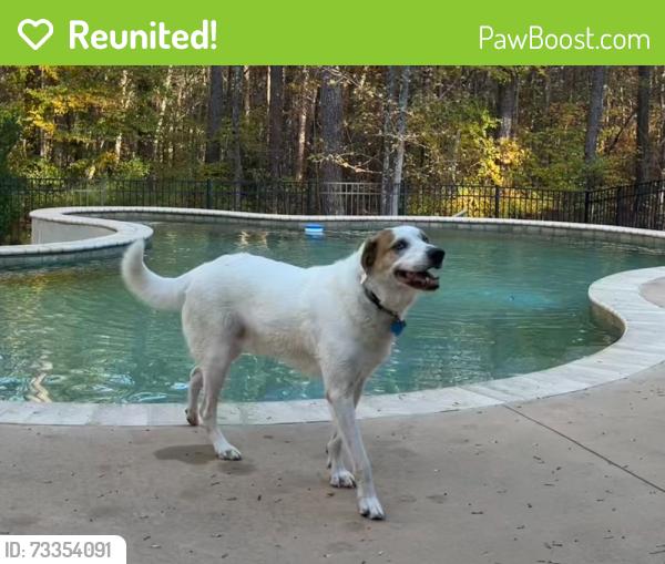 Reunited Male Dog last seen O'Kelly Chapel Rd, Chatham County, NC 27713
