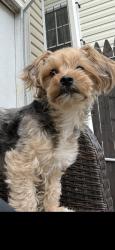 Reunited Male Dog last seen 12th avenue, Newark, NJ 07107