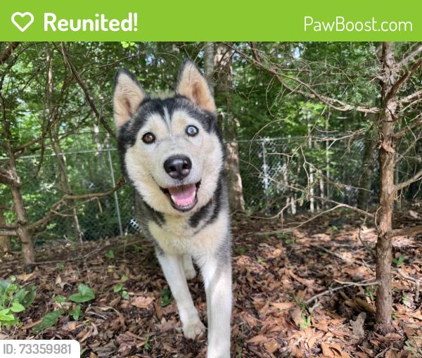 Reunited Female Dog last seen Business 220 and Randleman Lake Rd, Randleman, NC 27317
