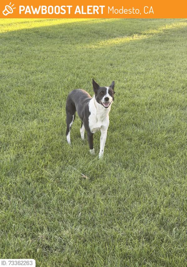 Found/Stray Female Dog last seen Snyder ave modesto, Modesto, CA 95356