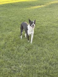 Found/Stray Female Dog last seen Snyder ave modesto, Modesto, CA 95356
