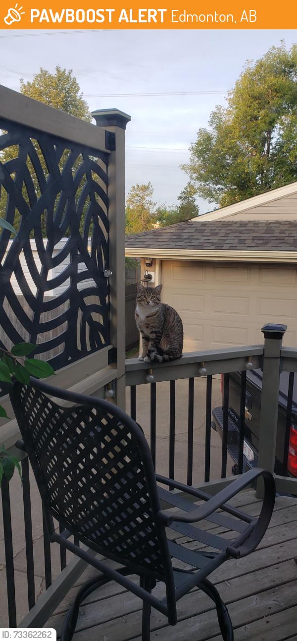 Found/Stray Male Cat last seen Near 89 St NW, EDMONTON, Edmonton, AB 