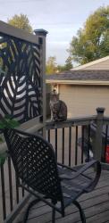 Found/Stray Male Cat last seen Near 89 St NW, EDMONTON, Edmonton, AB 