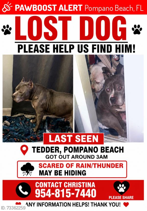 Lost Male Dog last seen Sample rd and Dixie hwy, Pompano Beach, FL 33064