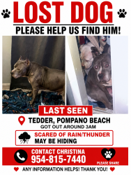 Lost Male Dog last seen Sample rd and Dixie hwy, Pompano Beach, FL 33064
