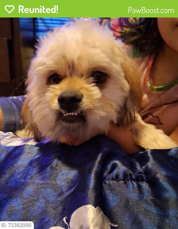 Reunited Male Dog last seen Near S Dexter St, Denver, CO 80222, USA, Denver, CO 80222
