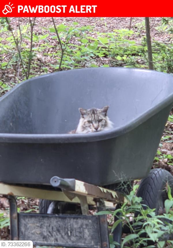 Lost Male Cat last seen Walnut Hills / Sims Rd, Hamilton County, TN 37341