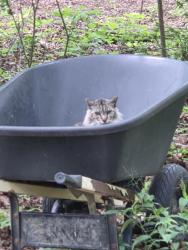 Lost Male Cat last seen Walnut Hills / Sims Rd, Hamilton County, TN 37341