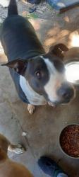Lost Female Dog last seen Greenwood, Lewisburg, TN 37091