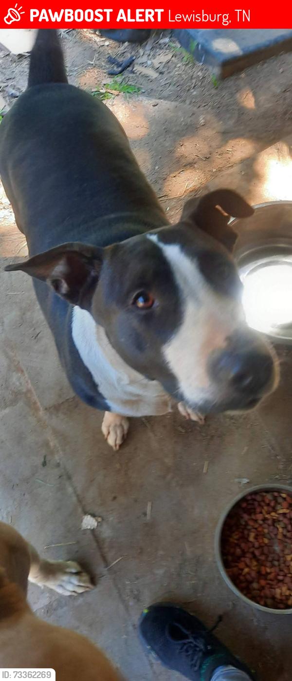 Lost Female Dog last seen Greenwood, Lewisburg, TN 37091