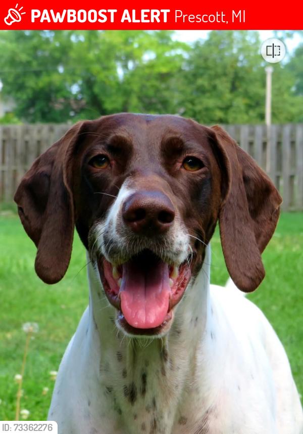 Lost Female Dog last seen Mills rd, Prescott, MI 48756