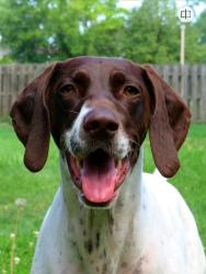 Lost Female Dog last seen Mills rd, Prescott, MI 48756