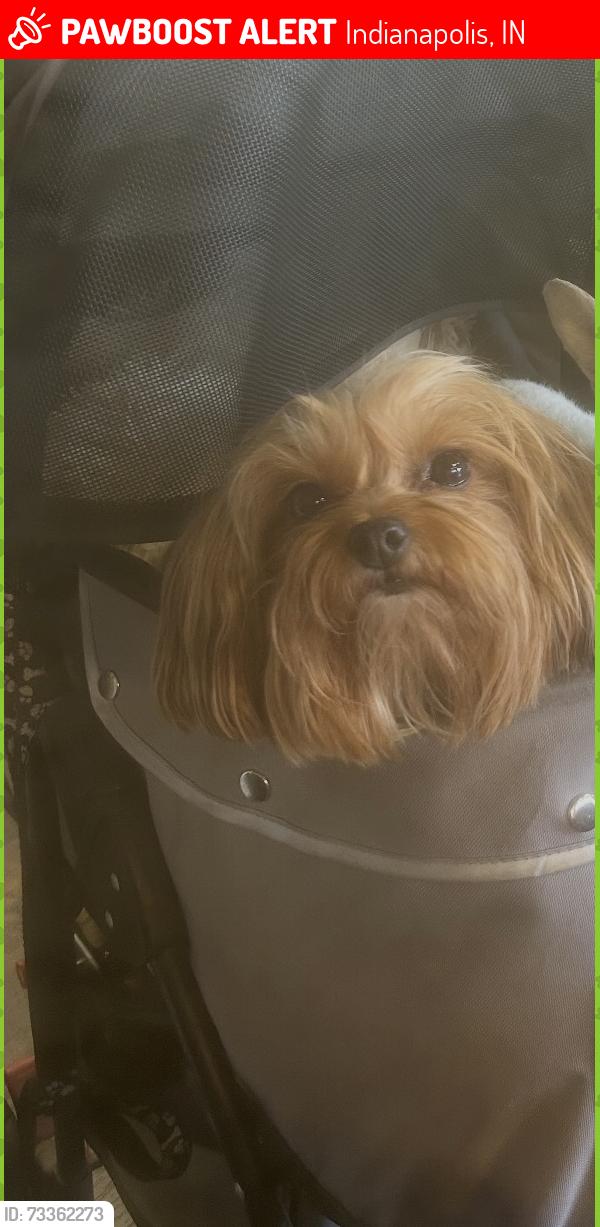 Lost Female Dog last seen 71st and rural, Indianapolis, IN 46220