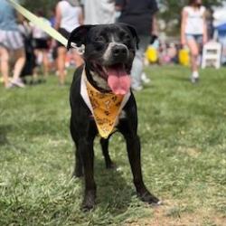 Shelter Stray Male Dog last seen , 1500 Idalia Rd NE, Bernalillo, NM 87004, USA