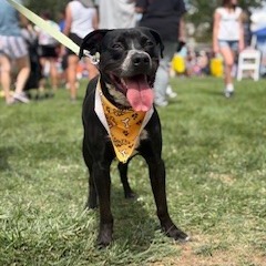 Shelter Stray Male Dog last seen , 1500 Idalia Rd NE, Bernalillo, NM 87004, USA