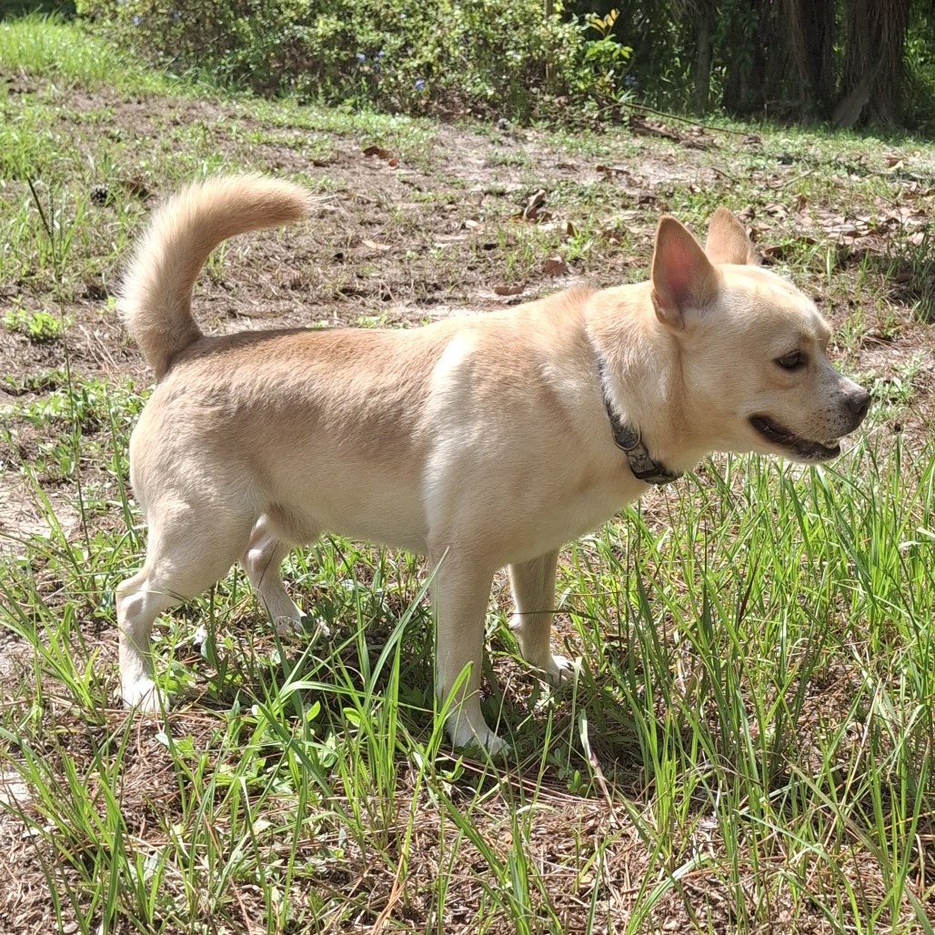 Shelter Stray Male Dog last seen , 3200 N Military Trl, West Palm Beach, FL 33409, USA