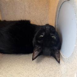 Shelter Stray Female Cat last seen , Animal Care & Control Team of Philly, 111 W Hunting Park Ave, Philadelphia, PA 19140, USA