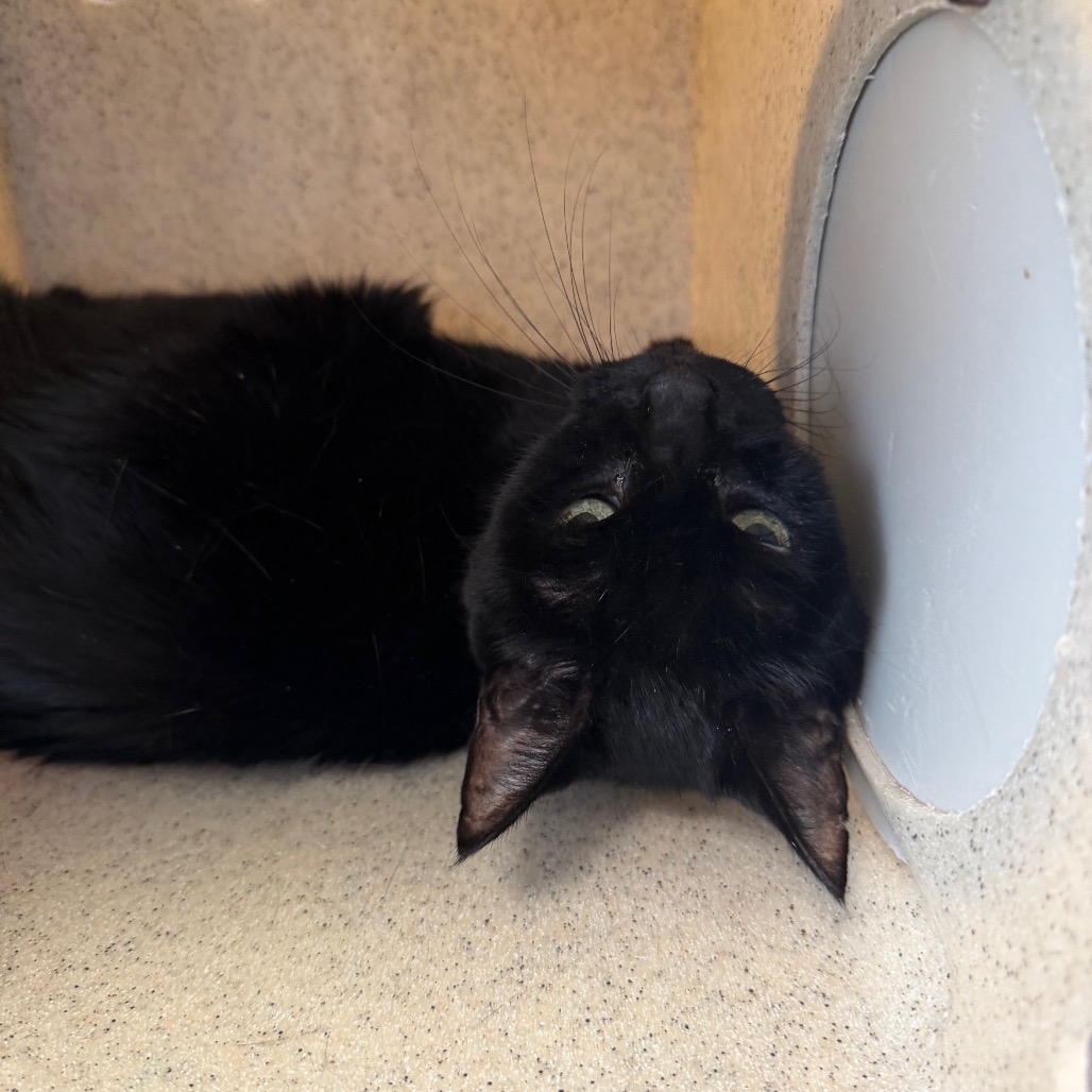 Shelter Stray Female Cat last seen , Animal Care & Control Team of Philly, 111 W Hunting Park Ave, Philadelphia, PA 19140, USA