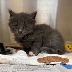 Shelter Stray Male Cat last seen , 5570 Sturmer Park Cir, Winston-Salem, NC 27105, USA