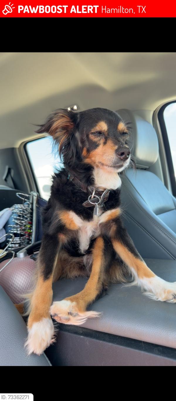 Lost Female Dog last seen Circle T Arena. Hamilton, TX, Hamilton, TX 76531
