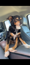 Lost Female Dog last seen Circle T Arena. Hamilton, TX, Hamilton, TX 76531