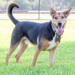 Shelter Stray Male Dog last seen , 2951 S 1st St, Cabot, AR 72023, USA