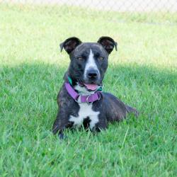 Shelter Stray Female Dog last seen , 2951 S 1st St, Cabot, AR 72023, USA
