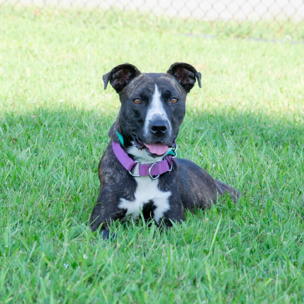 Shelter Stray Female Dog last seen , 2951 S 1st St, Cabot, AR 72023, USA
