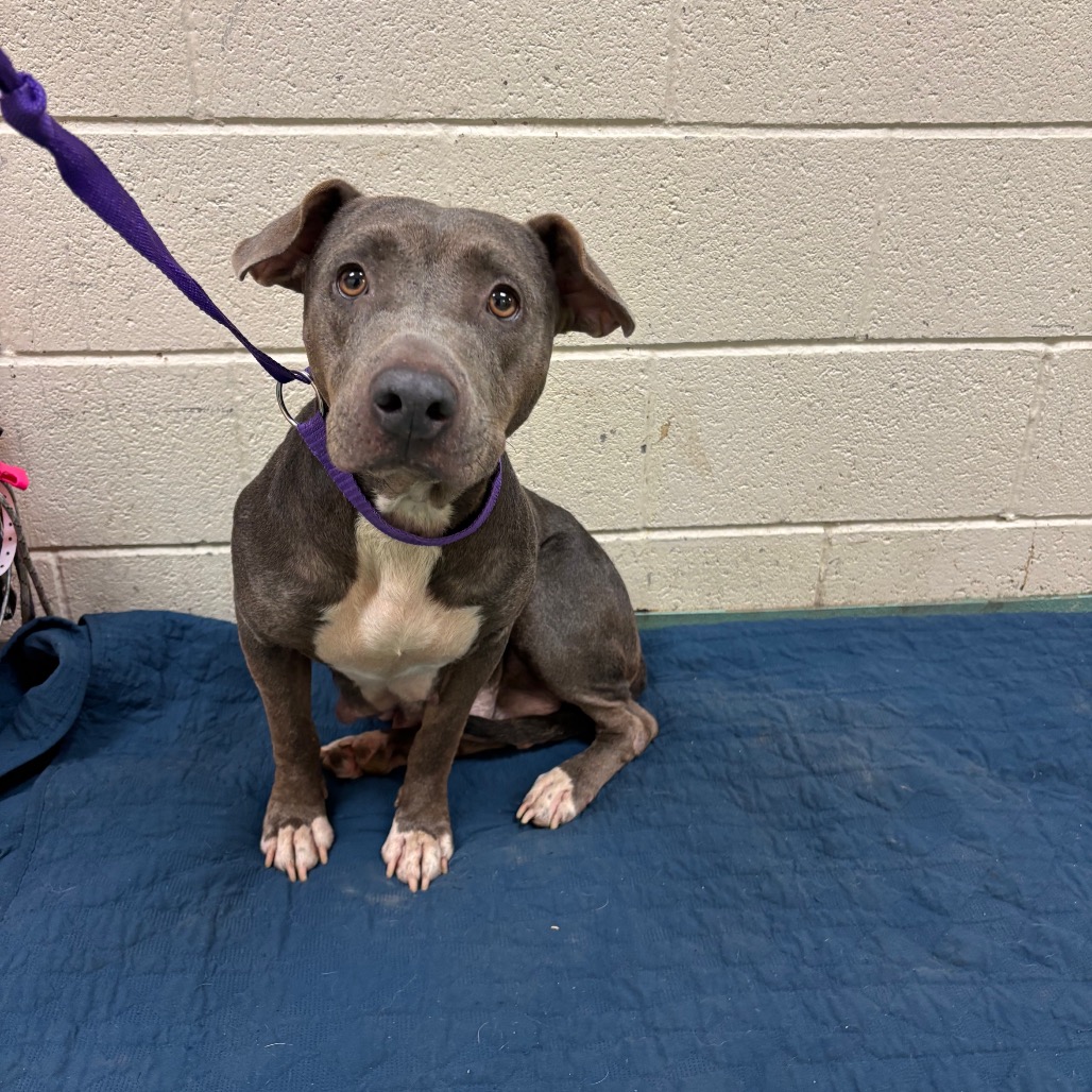 Shelter Stray Female Dog last seen , 2350 Appling City Cove, Memphis, TN 38133, USA