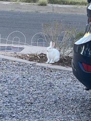 Found/Stray Unknown Rabbit last seen Ross & Anderson, Albuquerque, NM 87108