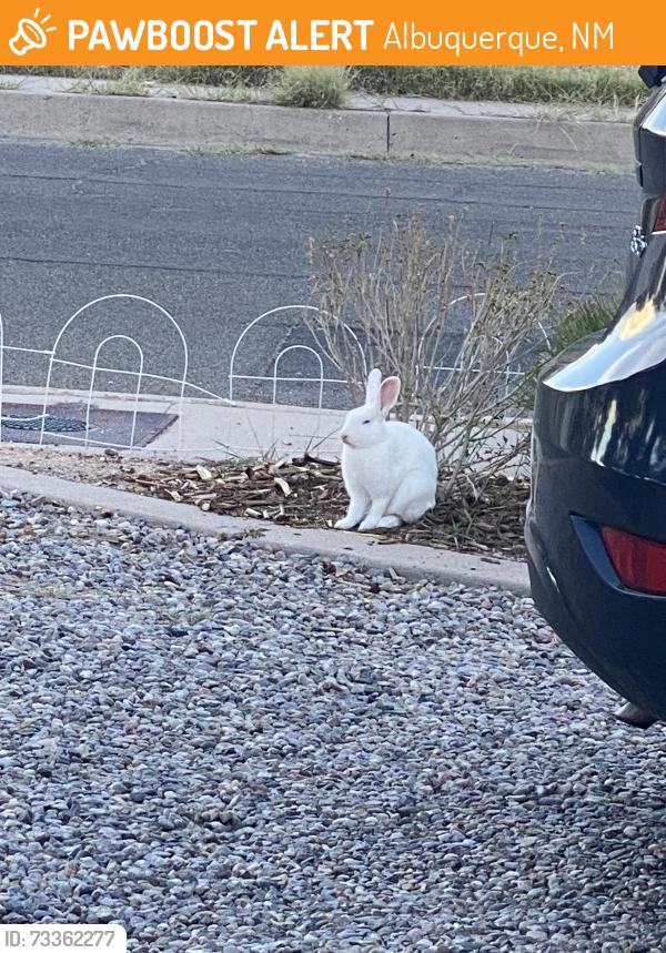 Found/Stray Unknown Rabbit last seen Ross & Anderson, Albuquerque, NM 87108