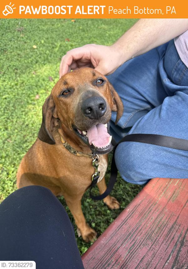 Found/Stray Male Dog last seen Just before Little Britain Presbyterian Church at the crossroads of Nottingham and Little Britain Church road. He came out of a corn field and was running in the intersection., Peach Bottom, PA 17563