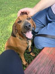 Found/Stray Male Dog last seen Just before Little Britain Presbyterian Church at the crossroads of Nottingham and Little Britain Church road. He came out of a corn field and was running in the intersection., Peach Bottom, PA 17563