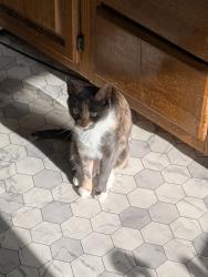 Reunited Female Cat last seen Hicks & Reed, Philadelphia, PA 19146