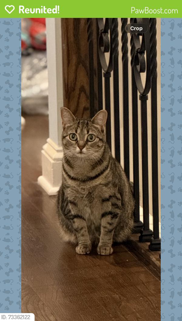 Reunited Female Cat last seen Metropolitan and Birch, Staten Island, NY 10301