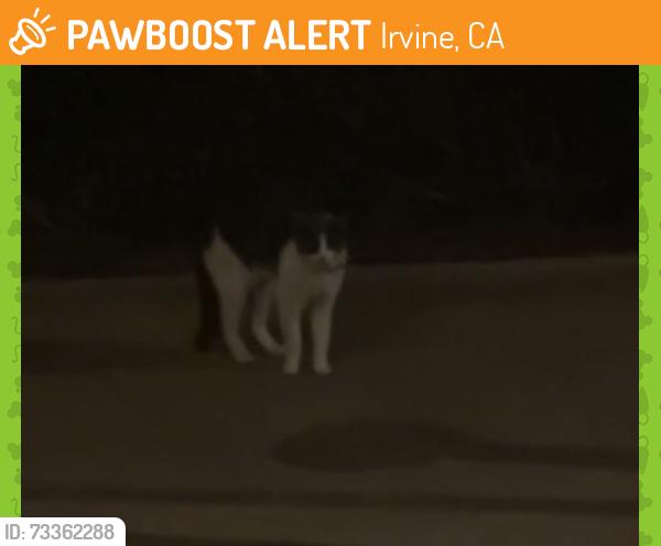 Found/Stray Unknown Cat last seen Behind Westview apmts near the San Diego creek trail, Irvine, CA 92618