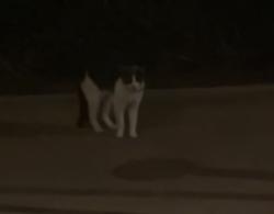 Found/Stray Unknown Cat last seen Behind Westview apmts near the San Diego creek trail, Irvine, CA 92618