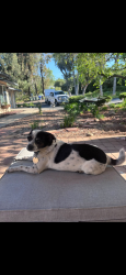 Reunited Male Dog last seen Baja Mission rd, running between hses, Fallbrook, CA 92028