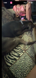 Lost Male Dog last seen Near 17th st sw, Hickory, NC 28602