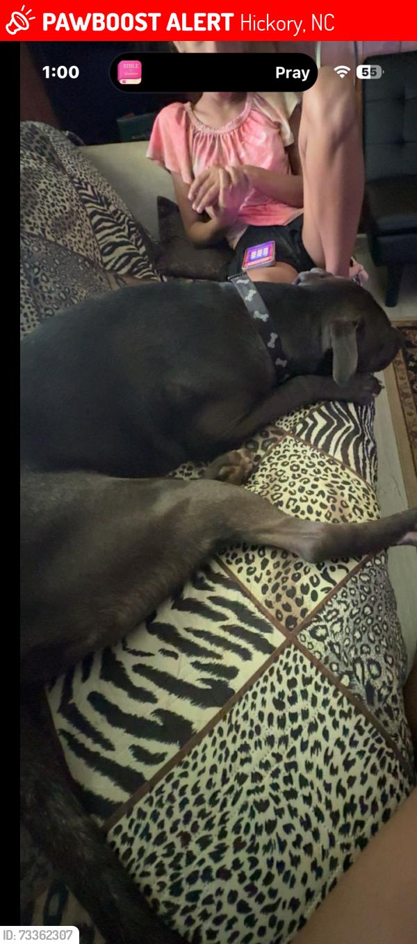 Lost Male Dog last seen Near 17th st sw, Hickory, NC 28602