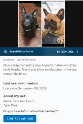 Lost Female Dog last seen Meekland Ave, Hayward, CA 94541