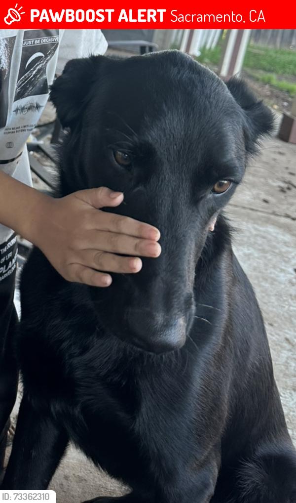 Lost Male Dog last seen Gerber blvd and Bradshaw Rd, Sacramento, CA 95829