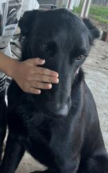 Lost Male Dog last seen Gerber blvd and Bradshaw Rd, Sacramento, CA 95829
