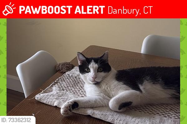 Lost Male Cat last seen Triangle St Danbury CT, Danbury, CT 06810