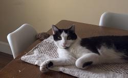 Lost Male Cat last seen Triangle St Danbury CT, Danbury, CT 06810