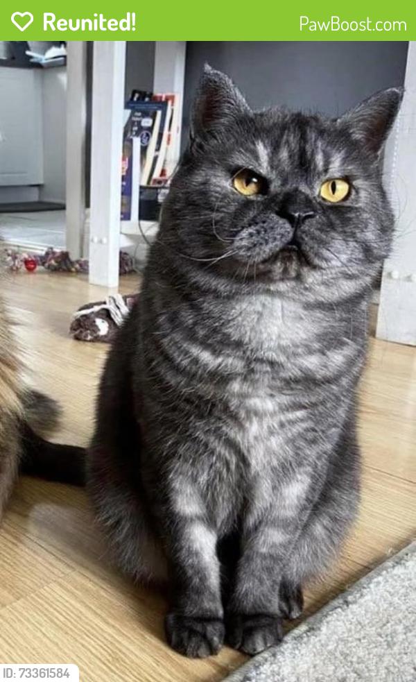 Reunited Male Cat last seen Vancouver and Dundas, London, ON N5W 4S7