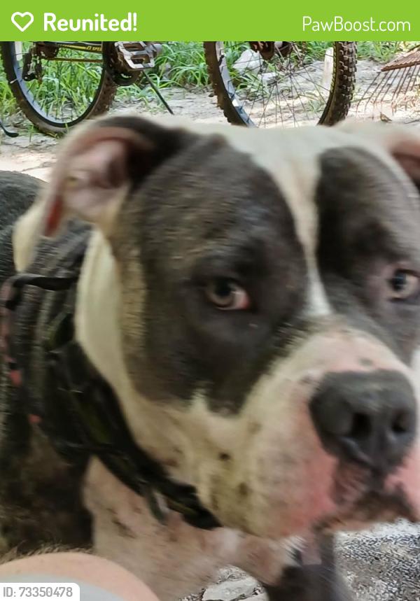Reunited Male Dog last seen second park dr, Randolph County, NC 27317