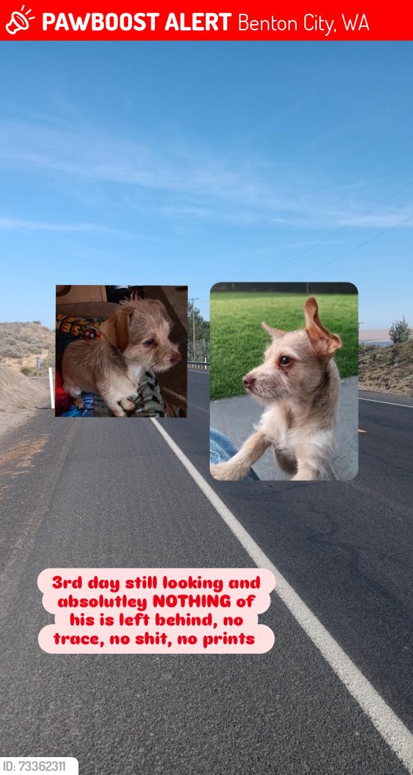Lost Male Dog last seen AROUND ALL THE APPLE TREES IN BENTON CITY!, Benton City, WA 99320