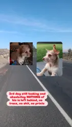 Lost Male Dog last seen AROUND ALL THE APPLE TREES IN BENTON CITY!, Benton City, WA 99320