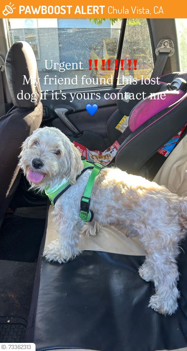 Found/Stray Male Dog last seen Oaklawn Ave /Kearney St Chula Vista, Chula Vista, CA 91910